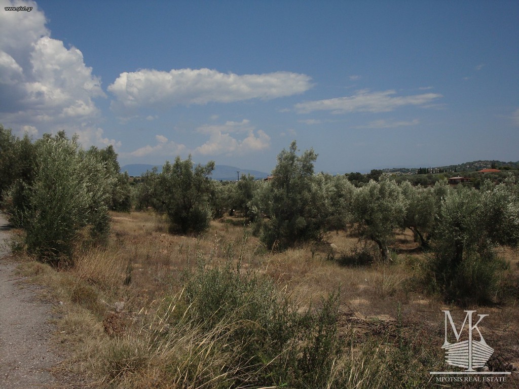 Αγροτεμάχια 5.000 τ.μ. πρός πώληση, Αττική - Υπόλοιπο, Συκάμινο