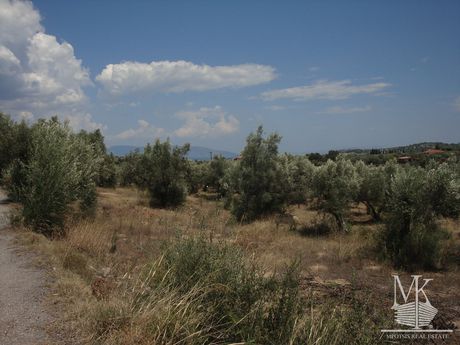 Αγροτεμάχια 5.000 τ.μ. για πώληση