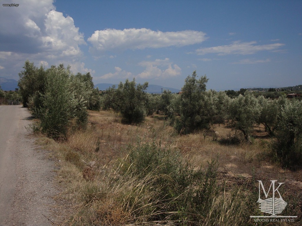 Αγροτεμάχια 5.000 τ.μ. πρός πώληση, Αττική - Υπόλοιπο, Συκάμινο