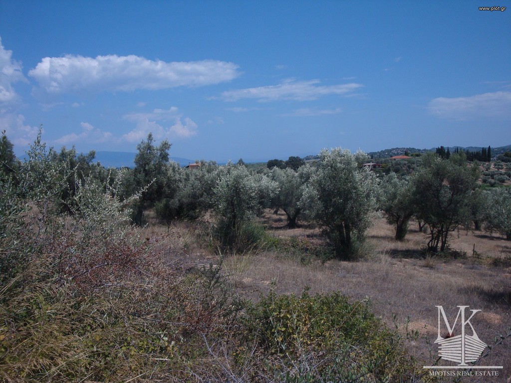 Αγροτεμάχια 5.000 τ.μ. πρός πώληση, Αττική - Υπόλοιπο, Συκάμινο