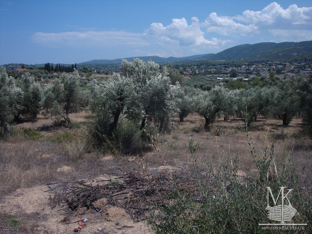 Αγροτεμάχια 5.000 τ.μ. πρός πώληση, Αττική - Υπόλοιπο, Συκάμινο
