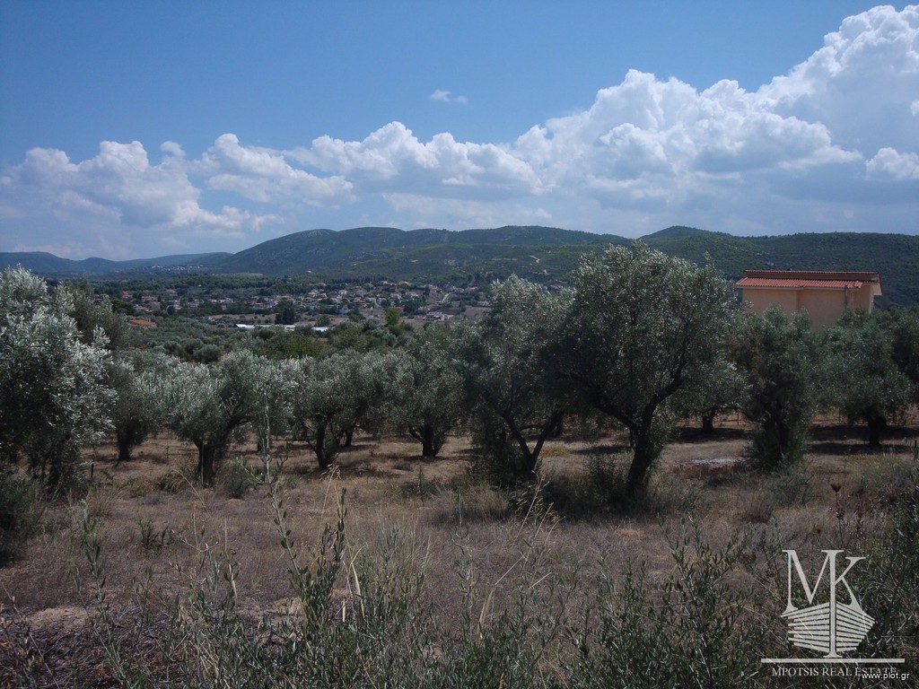 Αγροτεμάχια 5.000 τ.μ. πρός πώληση, Αττική - Υπόλοιπο, Συκάμινο