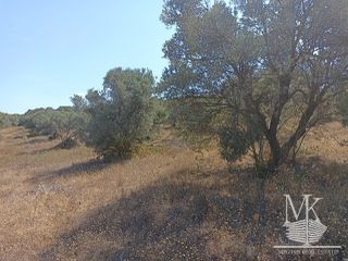 Αγροτεμάχια 7.000 τ.μ. για πώληση