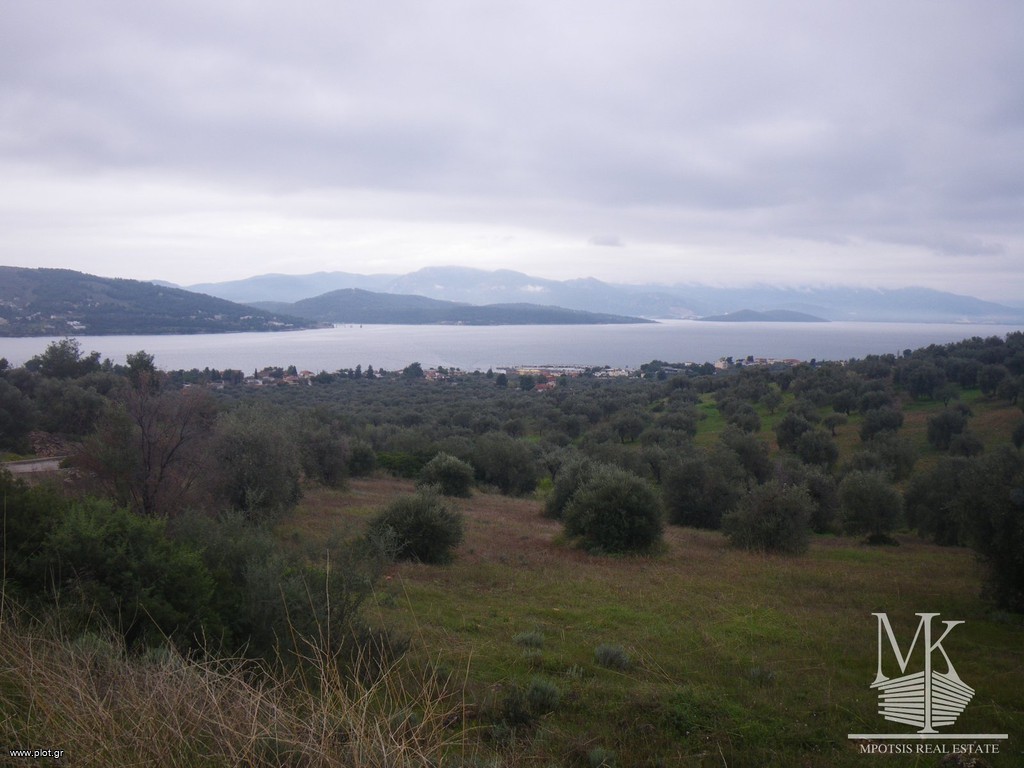 Αγροτεμάχια 8.000 τ.μ. πρός πώληση, Φθιώτιδας, Μαλεσίνα