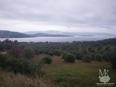 Parcel 8.000sqm for sale-Malesina » Theologos