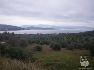 Αγροτεμάχια 8.000 τ.μ. για πώληση