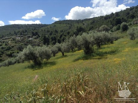Αγροτεμάχια 4.085 τ.μ. για πώληση