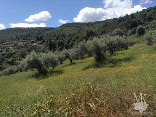 Αγροτεμάχια 4.085 τ.μ. για πώληση