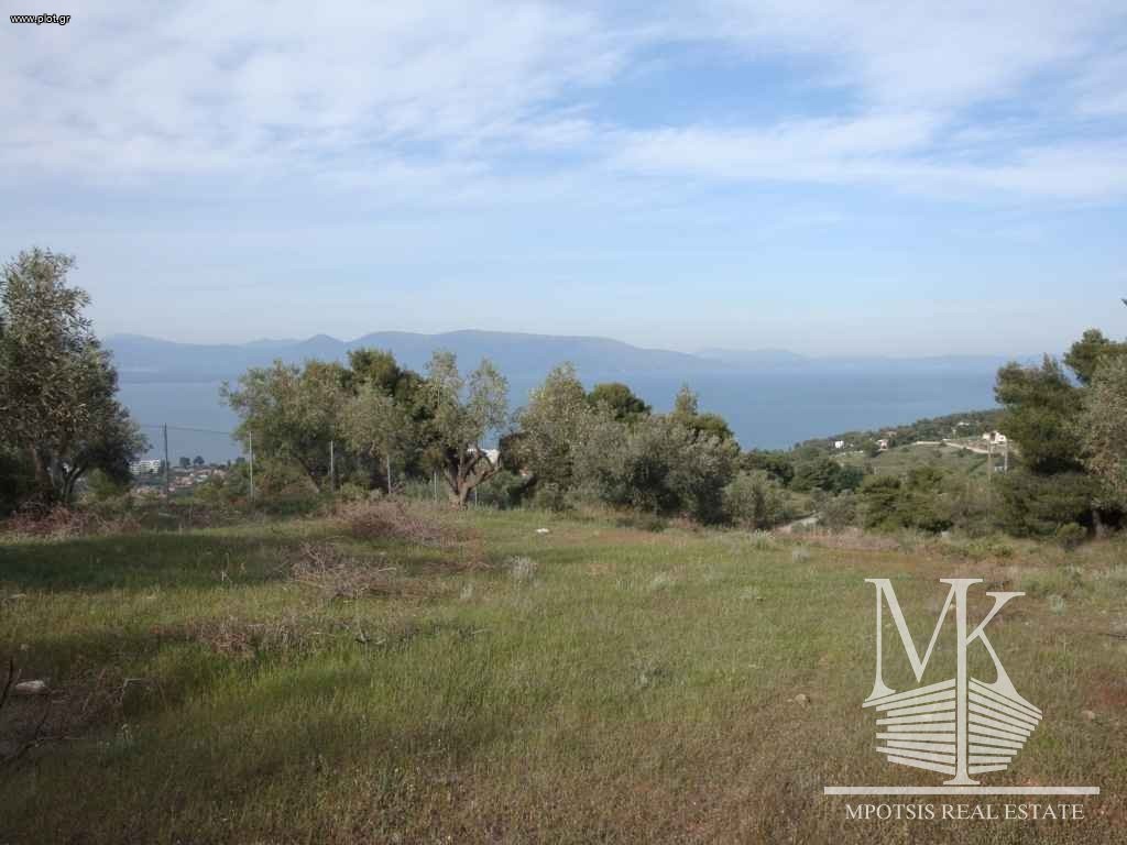 Αγροτεμάχια 4.000 τ.μ. πρός πώληση, Αττική - Υπόλοιπο, Μαρκόπουλο Ωρωπού