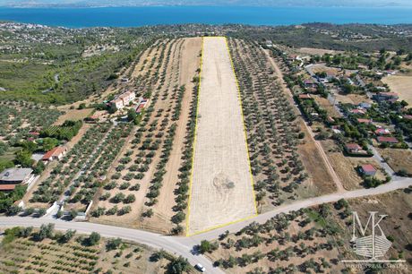 Αγροτεμάχια 22.850τ.μ. για πώληση-Συκάμινο