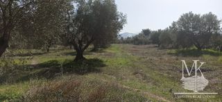 Αγροτεμάχια 7.700 τ.μ. για πώληση
