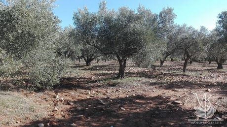 Αγροτεμάχια 15.645τ.μ. για πώληση-Κ. καπανδριτίου