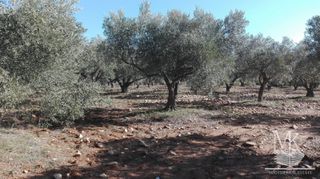 Αγροτεμάχια 15.645 τ.μ. για πώληση