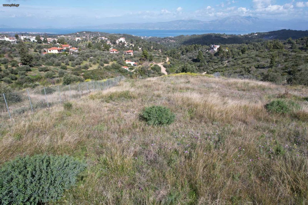 Αγροτεμάχια 5.000 τ.μ. πρός πώληση, Αττική - Υπόλοιπο, Μαρκόπουλο Ωρωπού