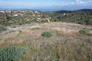 Αγροτεμάχια 5.000 τ.μ. για πώληση
