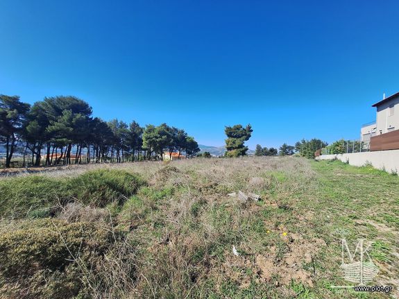 Αγροτεμάχια 4.000 τ.μ. για πώληση, Αττική - Υπόλοιπο, Κ. Καπανδριτίου