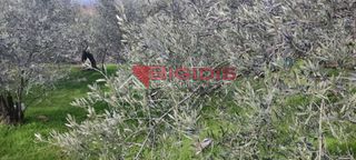 Οικόπεδο 1.200 τ.μ. για πώληση, Ν. Σερρών, Σέρρες-thumb-12