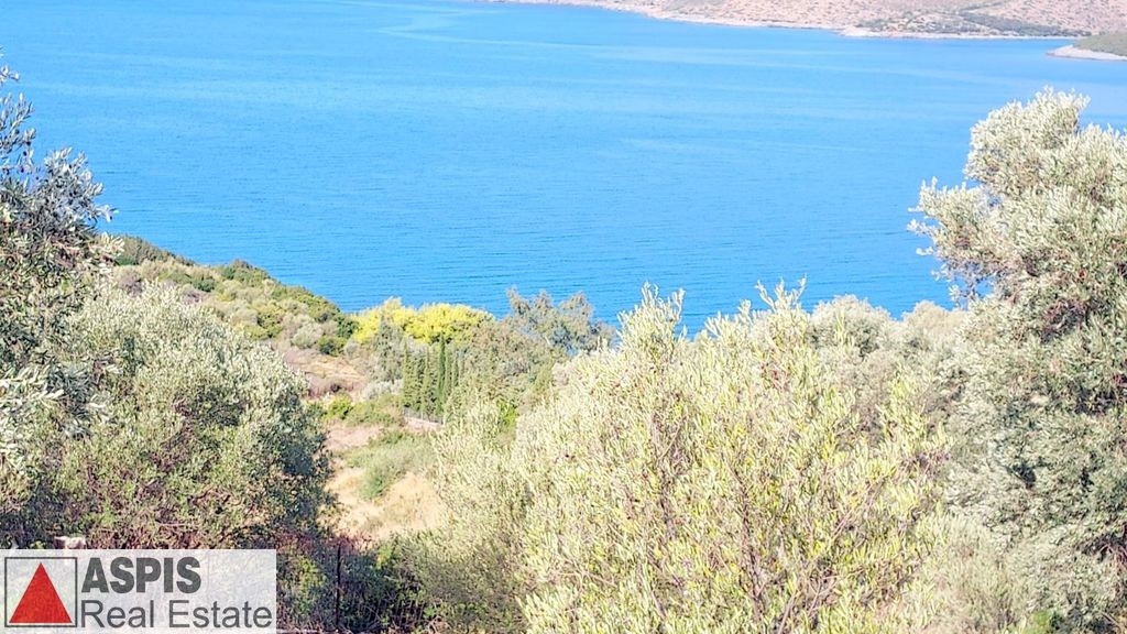 Οικόπεδο 4.000 τ.μ. προς πώληση, Νιμπορειό