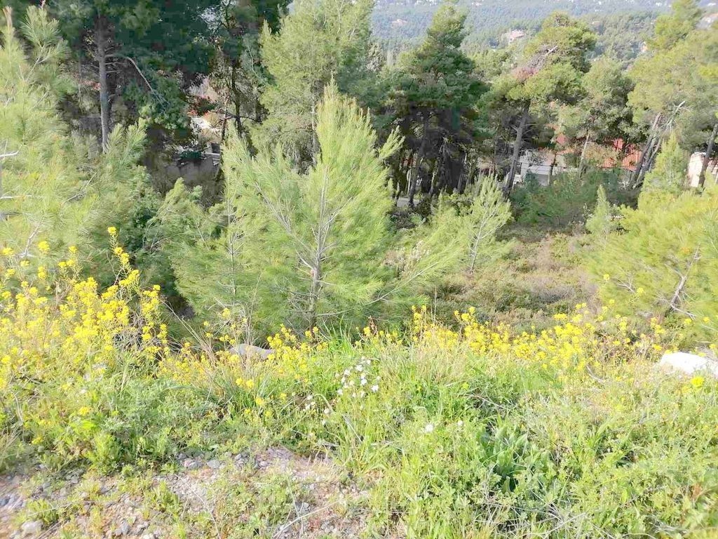 Οικόπεδο 818 τ.μ. προς πώληση, Διόνυσος