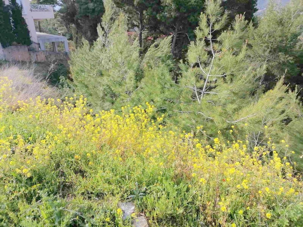 Οικόπεδο 818 τ.μ. προς πώληση, Διόνυσος