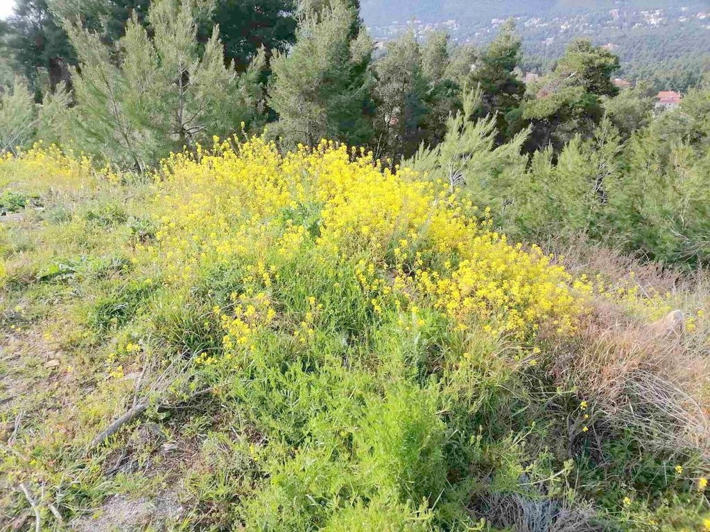 Οικόπεδο 818 τ.μ. προς πώληση, Διόνυσος