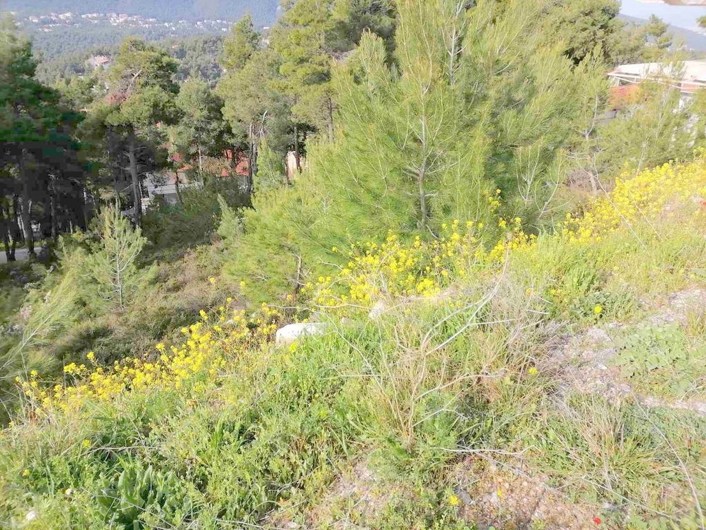 Οικόπεδο 818 τ.μ. προς πώληση, Διόνυσος