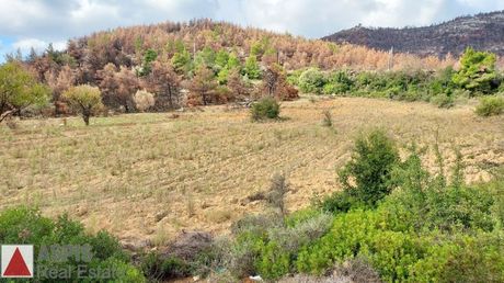 Οικόπεδο 6.500τ.μ. για πώληση-Πολυδένδρι