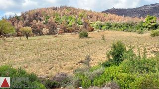 Οικόπεδο 6.500 τ.μ. για πώληση