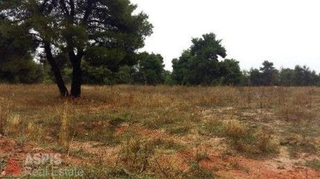 Land plot 9.500sqm for sale-Polidendri
