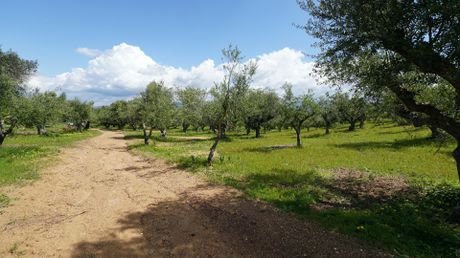 Αγροτεμάχια 4.500 τ.μ. για πώληση