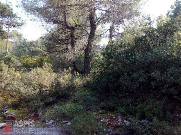 Οικόπεδο 1.020 τ.μ. προς πώληση, Αγία Τριάδα Αφιδνών