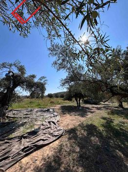 Αγροτεμάχια 3.000τ.μ. για πώληση-Σπάτα » Φοινίκας