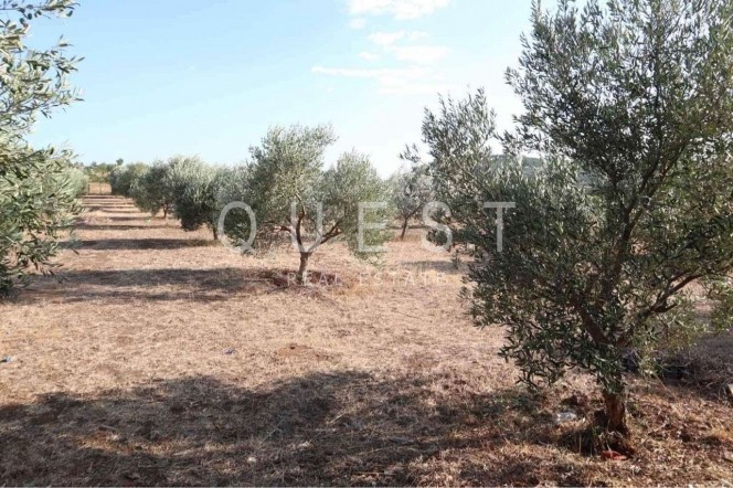 Αγροτεμάχια 1.850 τ.μ. πρός πώληση, Εβρος, Αλεξανδρούπολη