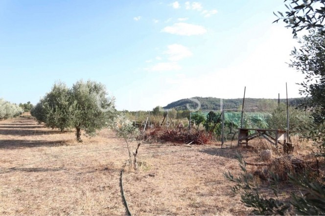 Αγροτεμάχια 1.850 τ.μ. πρός πώληση, Εβρος, Αλεξανδρούπολη