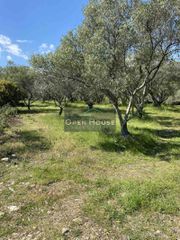Αγροτεμάχια 3.625 τ.μ. για πώληση, Ν. Καβάλας, Ελευθερές-thumb-5