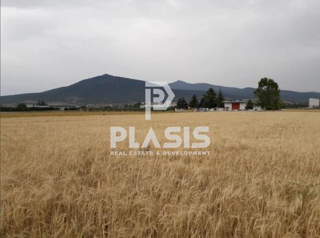 Αγροτεμάχια 8.000τ.μ. για πώληση-Θέρμη » Βασιλικά