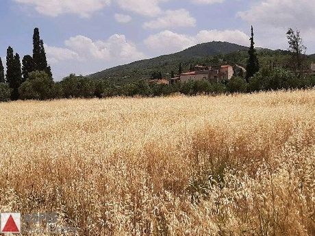 Land plot 17.000sqm for sale-Schimatari