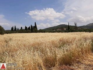 Οικόπεδο 17.000 τ.μ. για πώληση, Βοιωτία, Σχηματάρι-thumb-1