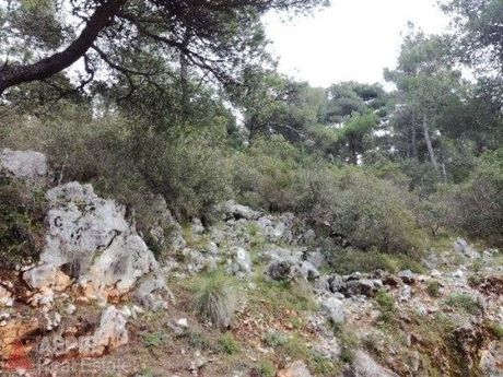 Land plot 2.290sqm for sale-Afidnes