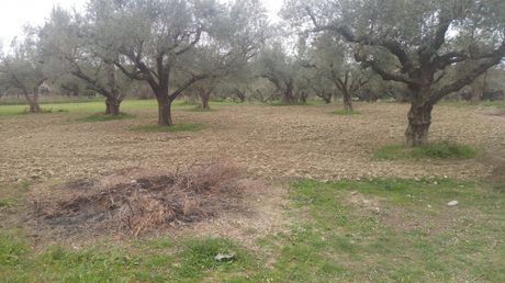 Οικόπεδο 600τ.μ. για πώληση-Μεσσατίδα » Θέα