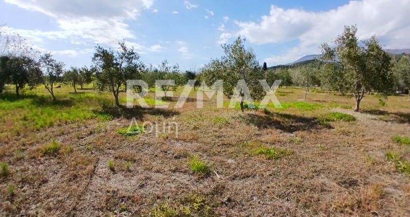 Αγροτεμάχια 3.015 τ.μ. προς πώληση, Κορόπη Μηλεών