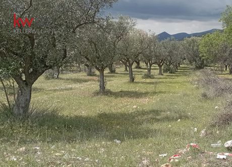 Αγροτεμάχια 1.000 τ.μ. για πώληση