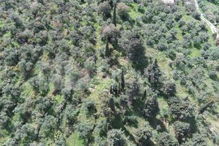 Οικόπεδο 9.537,34 τ.μ. για πώληση, Μεσσηνία, Λεύκτρος-thumb-8