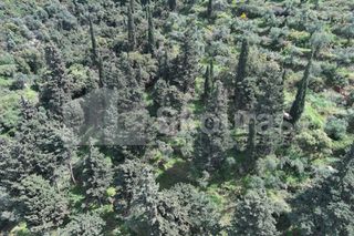 Οικόπεδο 9.537,34 τ.μ. για πώληση, Μεσσηνία, Λεύκτρος-thumb-5
