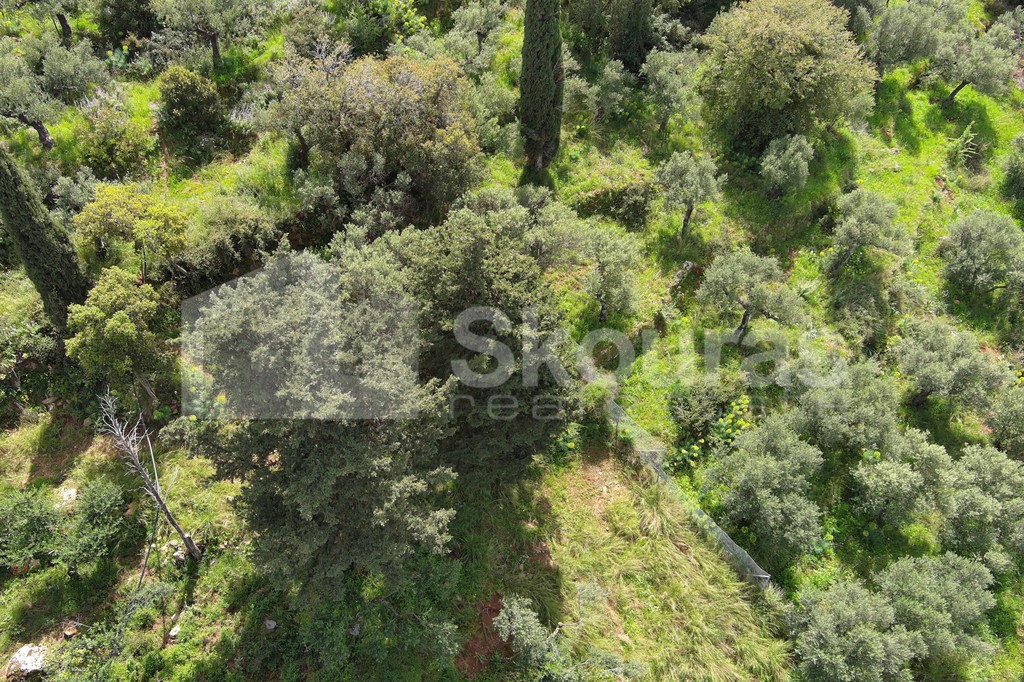 Οικόπεδο 9.537,34 τ.μ. προς πώληση, Λεύκτρος