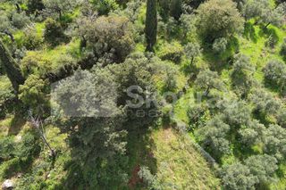 Οικόπεδο 9.537,34 τ.μ. για πώληση, Μεσσηνία, Λεύκτρος-thumb-4