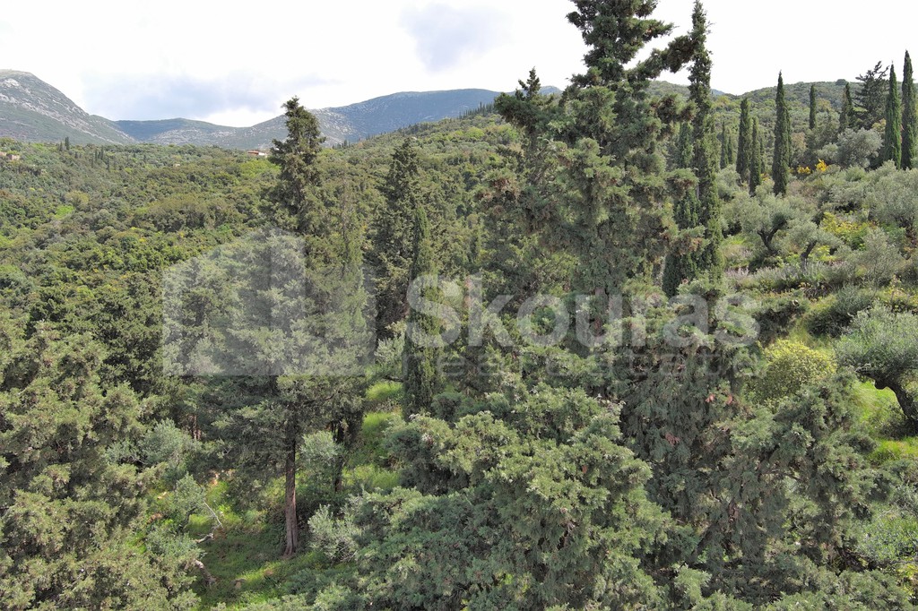 Οικόπεδο 9.537,34 τ.μ. προς πώληση, Λεύκτρος
