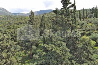 Οικόπεδο 9.537,34 τ.μ. για πώληση, Μεσσηνία, Λεύκτρος-thumb-3