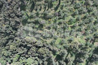 Οικόπεδο 9.537,34 τ.μ. για πώληση, Μεσσηνία, Λεύκτρος-thumb-10