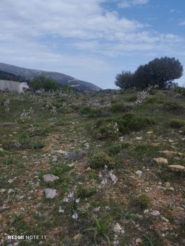 Αγροτεμάχια 6.300 τ.μ. για πώληση
